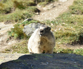 Murmeltiere in freier Wildbahn
