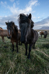 Curious icelandic horses under the clouds