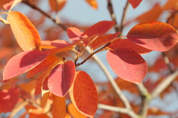 a branch of a shady berry bush with autumn leaf color