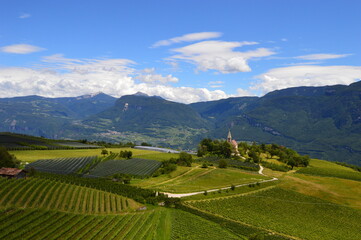 Beautiful landscape with vineyards in Southtyrol mountains behind 