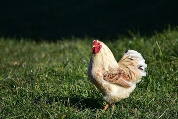 white chicken 