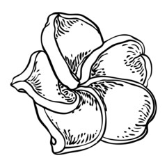 Plumeria blooming heads. Hawaii tropical open flowers buds. Exotic Frangipani bloom. Vector.