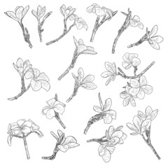 Plumeria or frangipani flowers with leaves drawing set. Hand drawn line art of decorative exotic tropical flowers, blooming and open buds, leaf on the twig. Vector.
