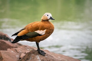 Mandarin duck standing on a deck near a lake