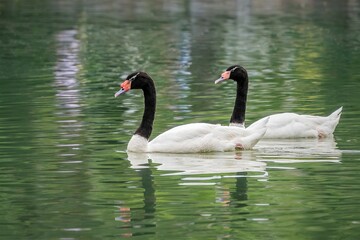 Fototapeta premium Two black-necked swans swimming in a lake