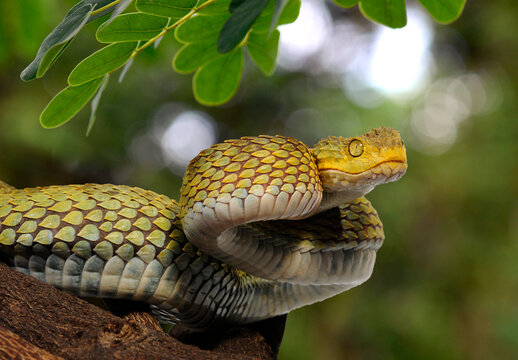 Leaf viper, Atheris squamigera, Stock image