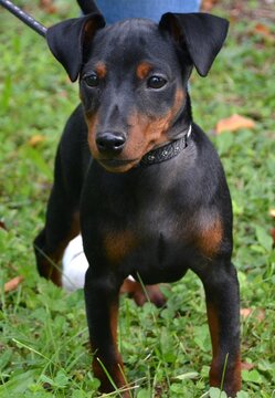 Puppy pincher