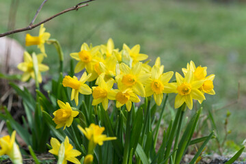 a cute narcissus bush with a bokeh and free copy space for the text - spring background