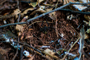 Black and yellow spider on dirt and nature