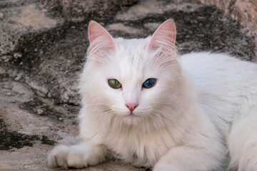 White cat with heterochromia looking to camera with eyes green and blue