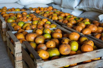 Wooden crates full of oranges with white plastic bags in the back