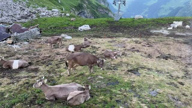 Altman in der Schweiz 