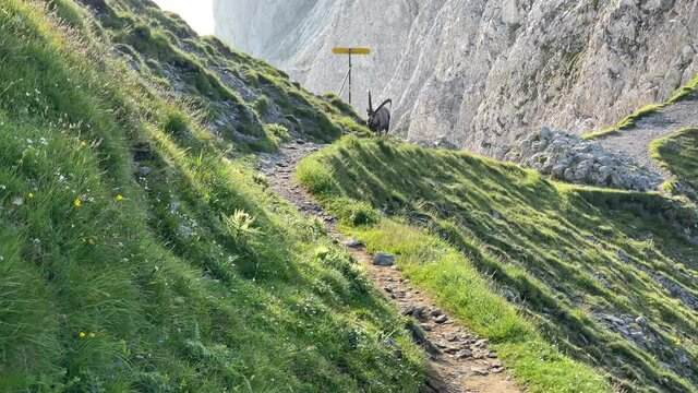 Altman in der Schweiz 