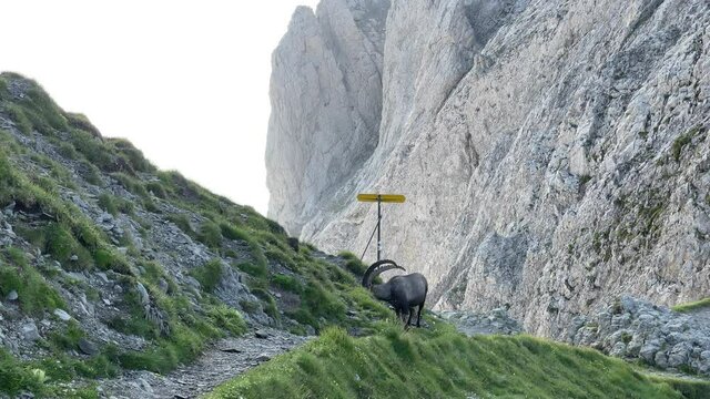 Altman in der Schweiz 