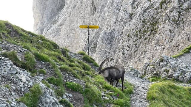 Altman in der Schweiz 