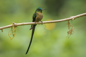 Violet-tailed Sylph perched on a branch
