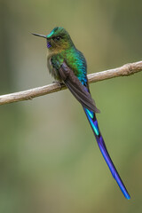 Violet-tailed Sylph perched on a branch