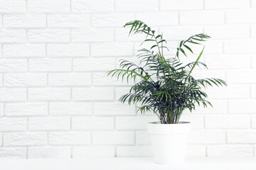 Green plant in white pot on brick wall background