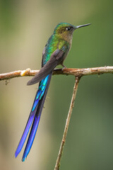 Violet-tailed Sylph perched on a branch