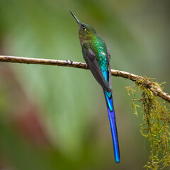 Violet-tailed Sylph perched on a branch