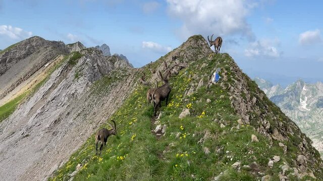 Altman in der Schweiz 