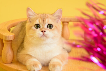 Portrait of a cute Golden kitten who lies on a light background and licks tongue paw looking at the camera