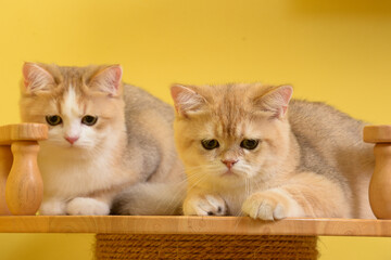 Portrait of a cute Golden kitten who lies on a light background and licks tongue paw looking at the camera