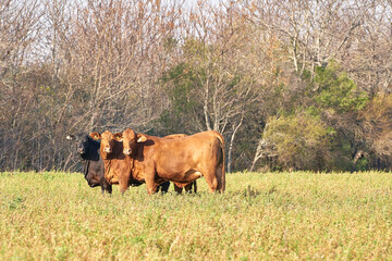 Beef cows and calves grazing on grass. Agribusiness - Close red Brangus Cattle, in natural pasture, Angus cattle, highly genetic bulls.
