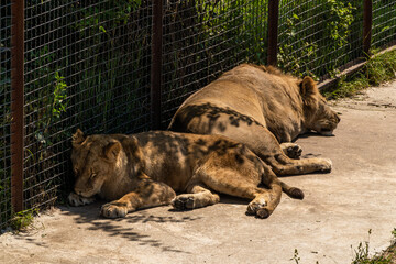 Naklejka na ściany i meble The Crimean Peninsula. July 17, 2021. the city of Belogorsk. Young lions and lionesses sleep, hiding in the shade of the aviary in the zoo.