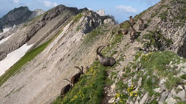 Altman in der Schweiz 