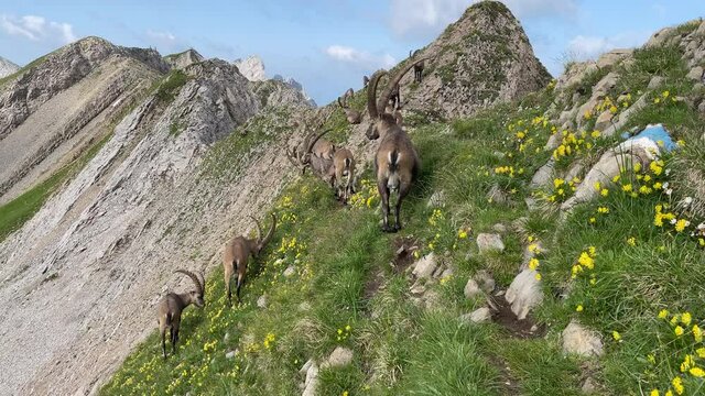 Altman in der Schweiz 