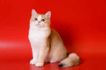 Portrait of a cute Golden kitten who lies on a light background and licks tongue paw looking at the camera