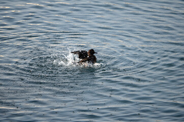 Fototapeta premium キンクロハジロ