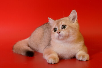 Portrait of a cute Golden kitten who lies on a light background and licks tongue paw looking at the camera