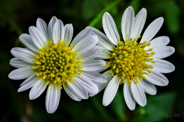 Fototapeta premium Macro photo of two white daisies
