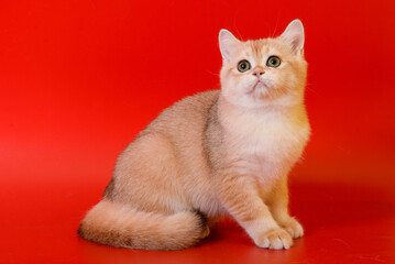 Portrait of a cute Golden kitten who lies on a light background and licks tongue paw looking at the camera