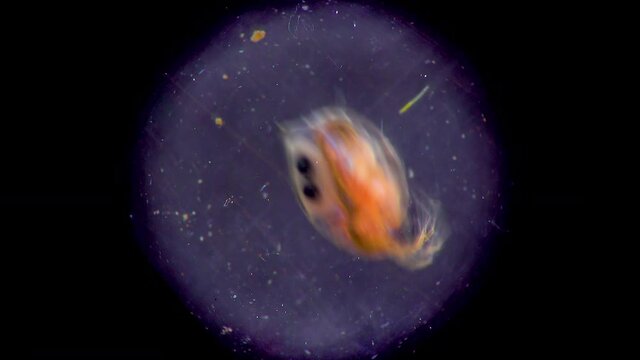 (Daphnia magna, Cladocera), small planktonic crustacean under the microscope, close-up