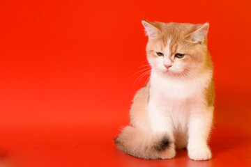 Portrait of a cute Golden kitten who lies on a light background and licks tongue paw looking at the camera