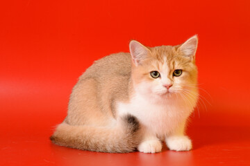 Portrait of a cute Golden kitten who lies on a light background and licks tongue paw looking at the camera