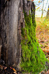 moss on tree