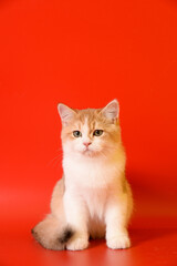 Portrait of a cute Golden kitten who lies on a light background and licks tongue paw looking at the camera