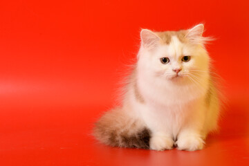 Portrait of a cute Golden kitten who lies on a light background and licks tongue paw looking at the camera