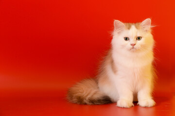 Portrait of a cute Golden kitten who lies on a light background and licks tongue paw looking at the camera