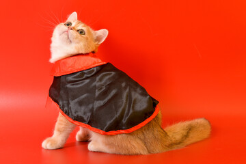 Portrait of a cute Golden kitten who lies on a light background and licks tongue paw looking at the camera