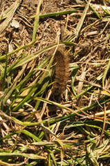 Fluffy caterpillar climbs the road