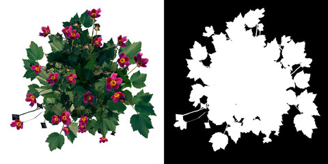 Top view of Plant Flower ( Geraniums Pelargonios 1) Tree png with alpha channel to cutout made with 3D render	