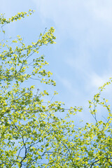 powerful strong branches of a young birch hanging on the blue background of the sky above and to the left