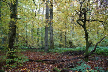 Herbst Wald in freier Natur und stimmungsvollen Farben mit Laubbäumen und intakter Umwelt