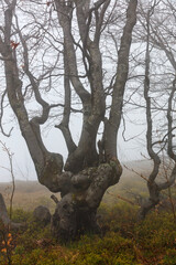 A twisted silhouette of a tree on a mountain slope against a background of heavy fog in early spring.