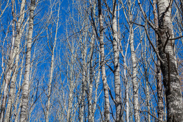 Obraz premium aspen without leaves in autumn